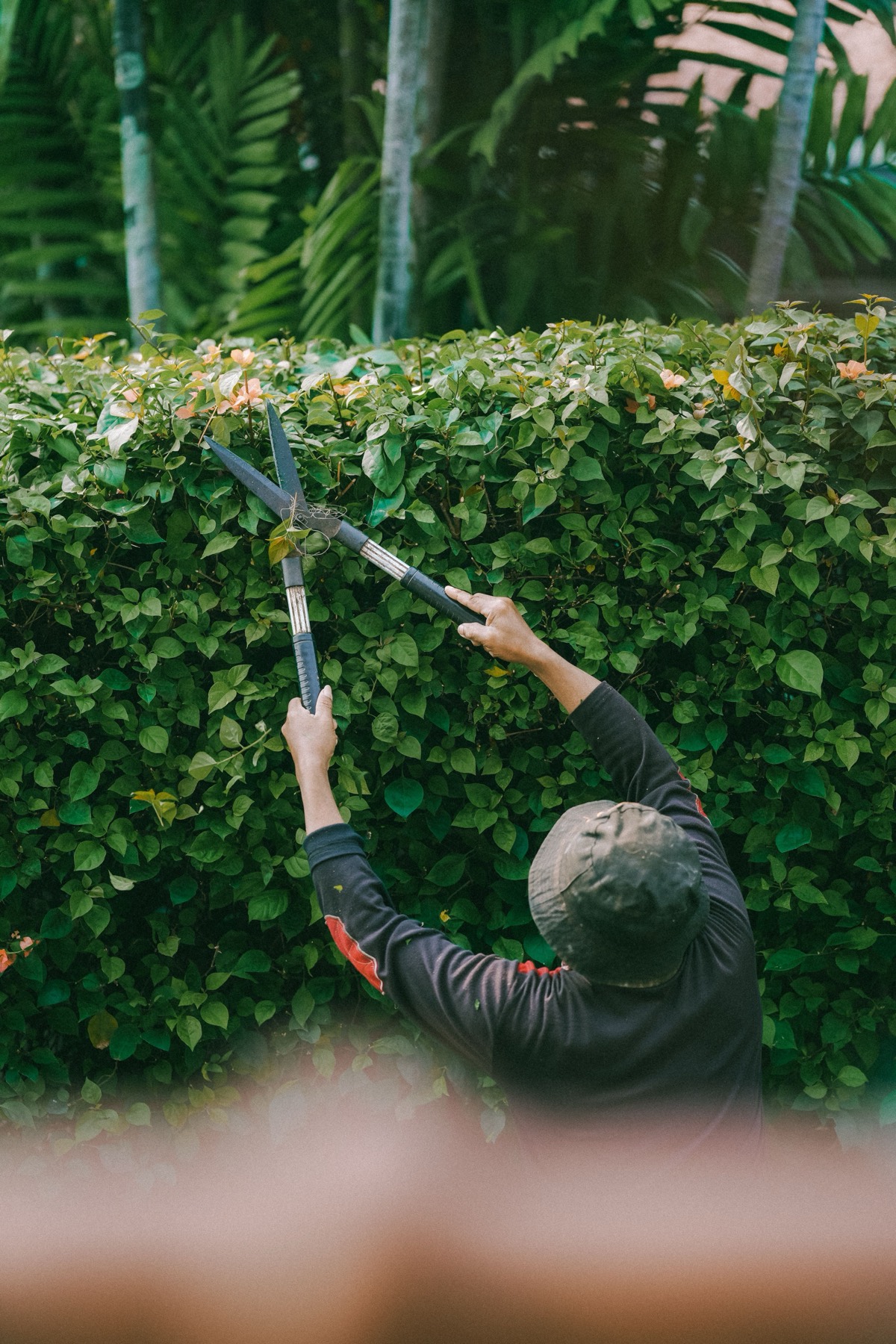 Mana trimming a hedge with shears