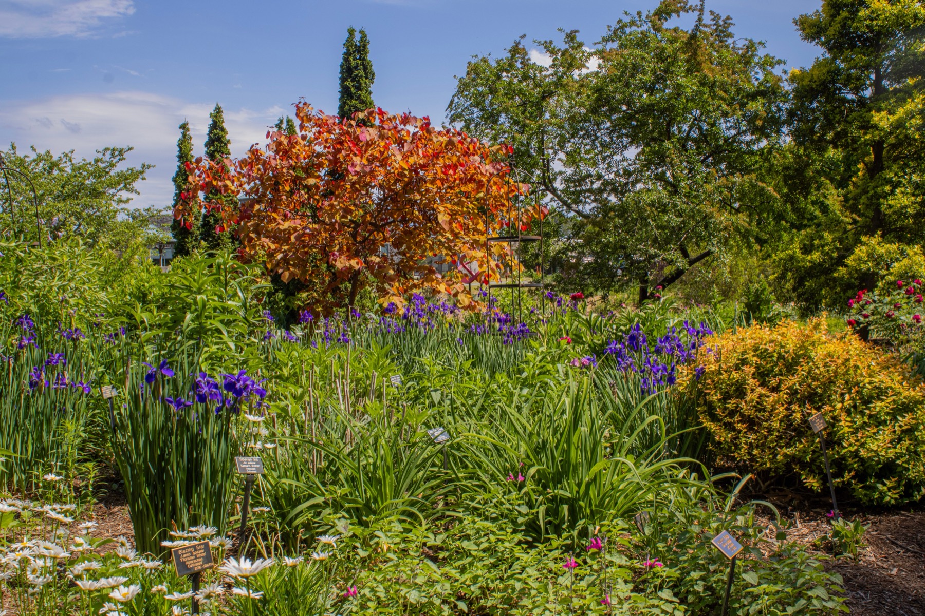 Garden bed full of irises in flower