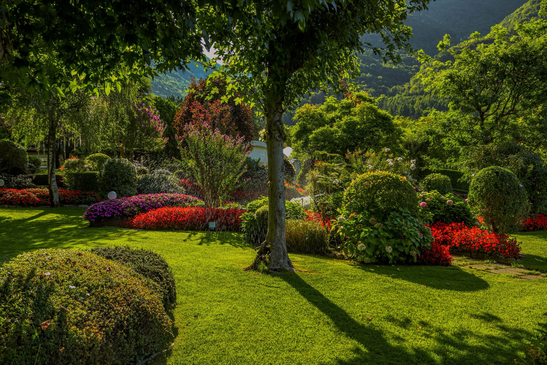 A sunny garden with well-kept beds under a shady tree
